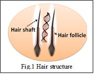 無(wú)根發(fā)干無(wú)毛囊頭發(fā)絲